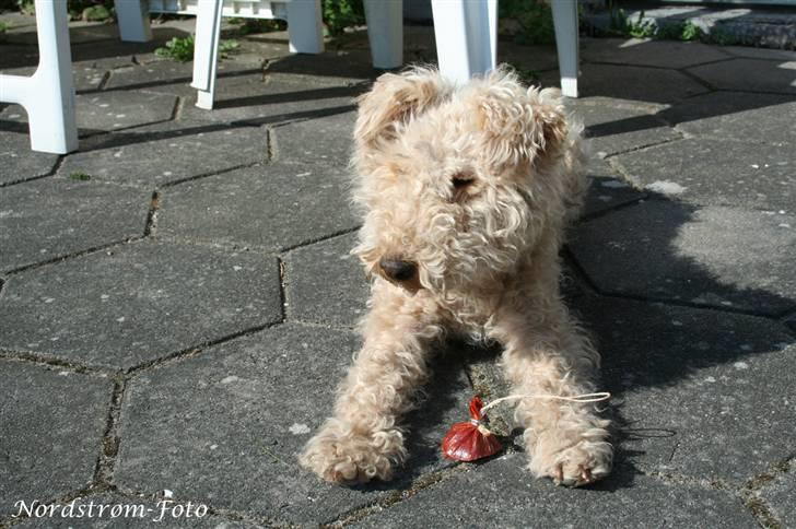 Lakeland terrier Blondie :o) <3 - "Er jeg ikke bare heldig!" billede 17