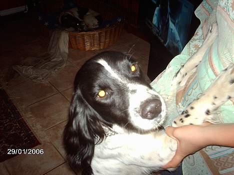 Engelsk springer spaniel Mickey - Vi sku lige have en dans:) tralala billede 4