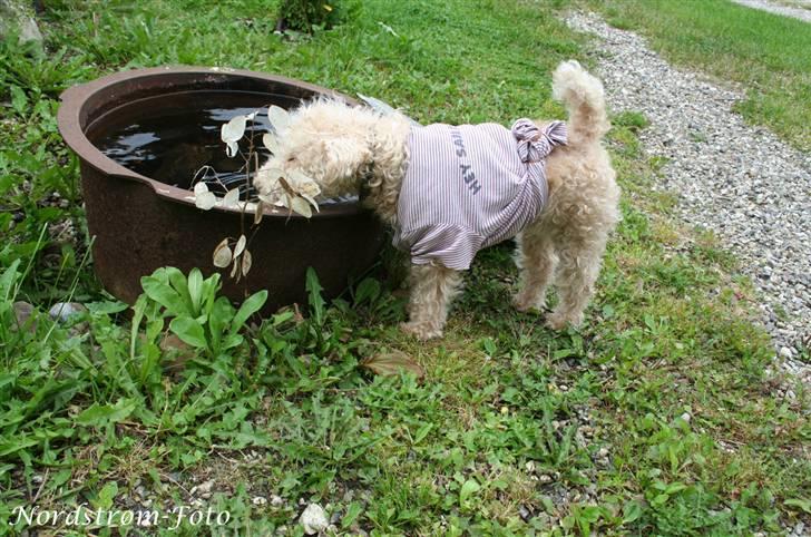 Lakeland terrier Blondie :o) <3 - Den smukke drikker... billede 18