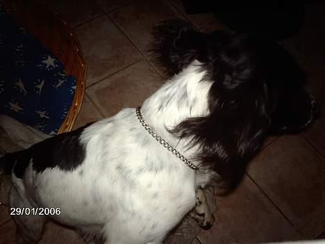 Engelsk springer spaniel Mickey - Ingen komentarer! tak:) billede 5