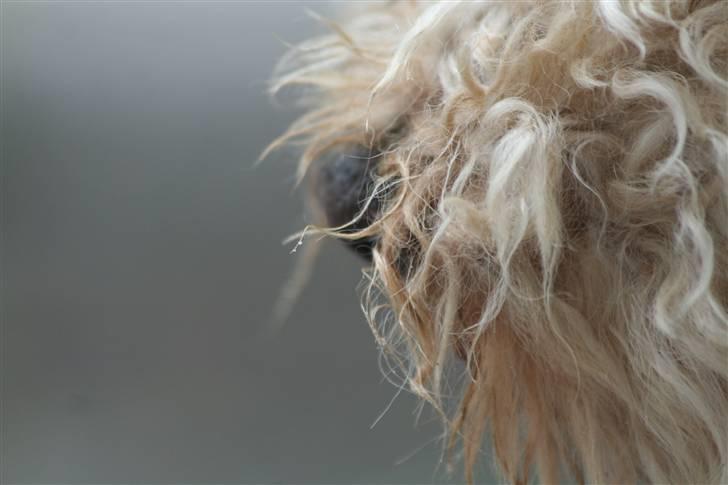 Lakeland terrier Blondie :o) <3 - Nordstrøm-Foto © billede 19