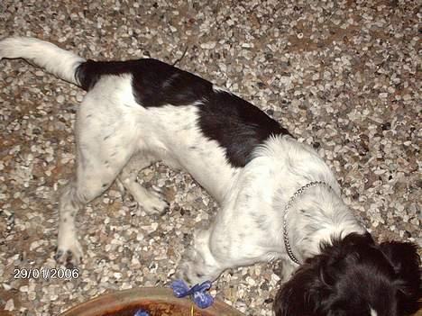 Engelsk springer spaniel Mickey - Leder efter tuser på gårdspladsen!! Den var der lige før:( billede 6