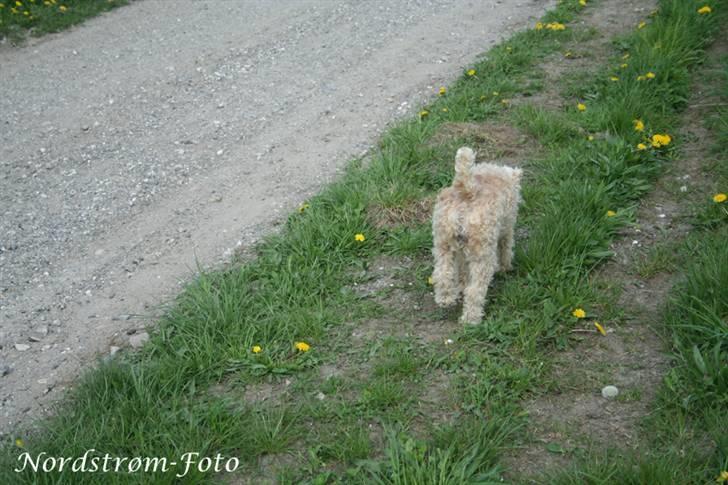 Lakeland terrier Blondie :o) <3 - Farvel og tak for nu! på gensyn! billede 20