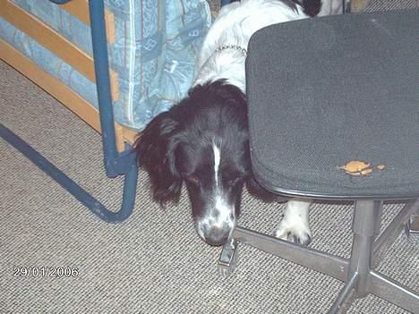 Engelsk springer spaniel Mickey - Hvem har dog stilt stolender! Det gør man bare ikke... billede 7