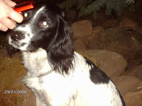 Engelsk springer spaniel Mickey - JEG VIL HJEM! Ring til min mor for pokker! billede 8