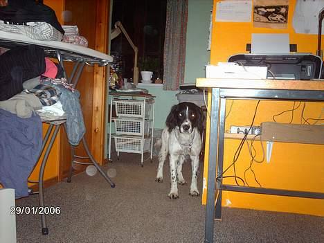 Engelsk springer spaniel Mickey - Føj! hvor det roder! billede 9