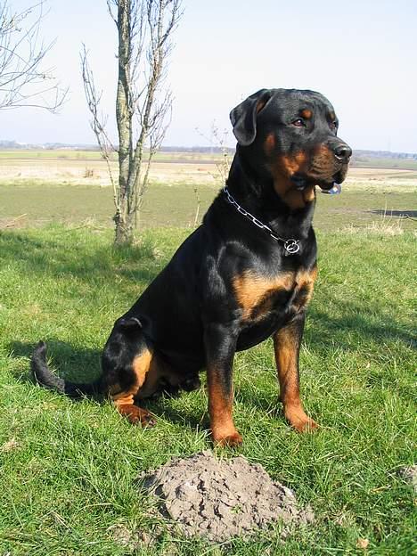 Rottweiler Elvis - Elvis Marts 2007  billede 15