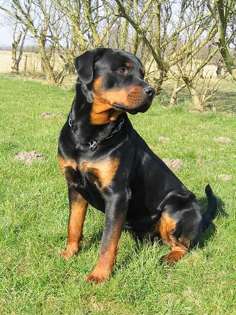 Rottweiler Elvis - Elvis Marts 2007  billede 16