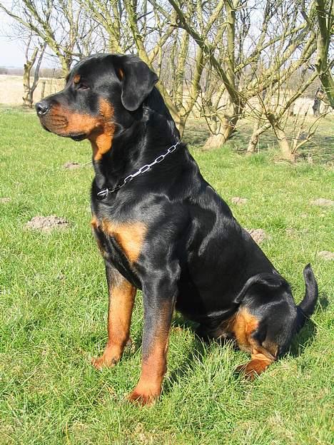 Rottweiler Elvis - Elvis Marts 2007  billede 17