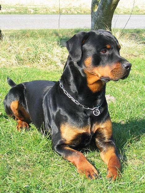 Rottweiler Elvis - ELvis Marts 2007  billede 18