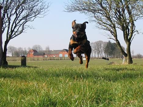 Rottweiler Elvis - Ingen skal sige elvis ikk er i fulde fart her :)  billede 19