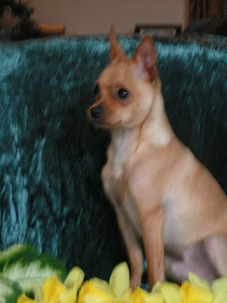Chihuahua santino billede 11