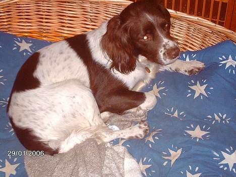 Engelsk springer spaniel Lucky - Mig i min elskede kurv... billede 1