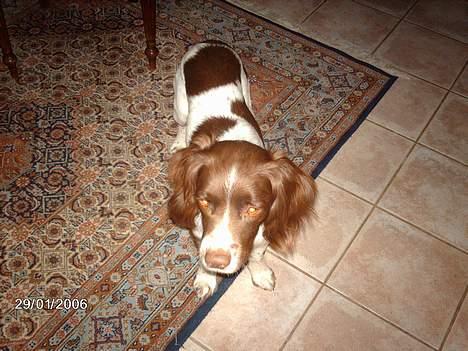 Engelsk springer spaniel Lucky - Ingen opmærksomhed til kameraet... billede 2