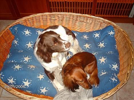 Engelsk springer spaniel Lucky - Mig og min lillebror midt i vores kurvemøde... billede 3