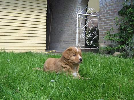Nova scotia duck tolling retriever Tolkien - Her i graset er så dejligt!! billede 2