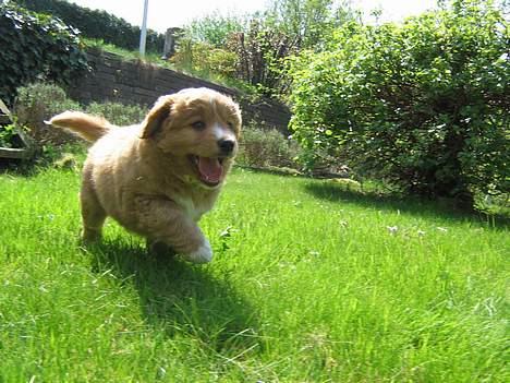 Nova scotia duck tolling retriever Tolkien billede 3