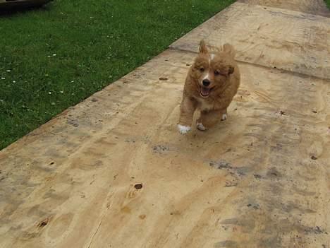 Nova scotia duck tolling retriever Tolkien - Juhhu!! Her kommer jeg!! billede 4