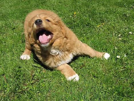 Nova scotia duck tolling retriever Tolkien - Jeg vil lege!! billede 5
