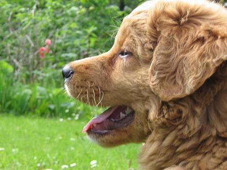 Nova scotia duck tolling retriever Tolkien billede 7