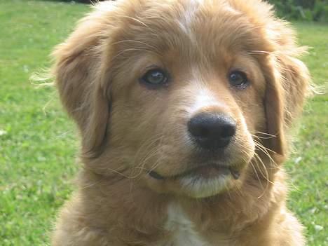 Nova scotia duck tolling retriever Tolkien billede 9