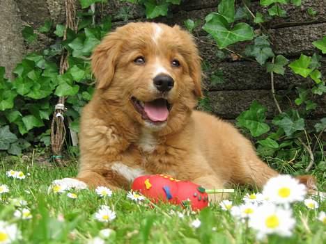 Nova scotia duck tolling retriever Tolkien billede 10