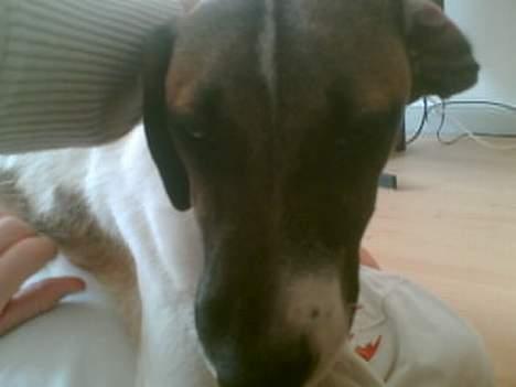 Blanding af racer Molly billede 2