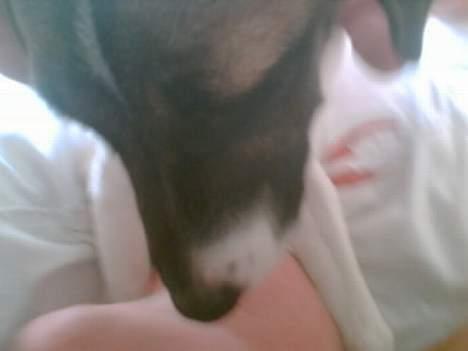 Blanding af racer Molly billede 3