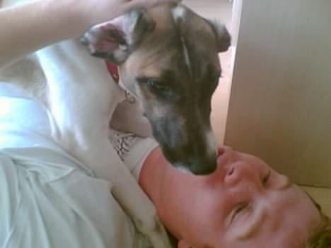 Blanding af racer Molly billede 4