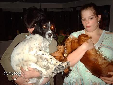 Engelsk springer spaniel Mickey - Her har jeg "djævlen" lige dræbt min storebror.. (det er en leg) billede 10