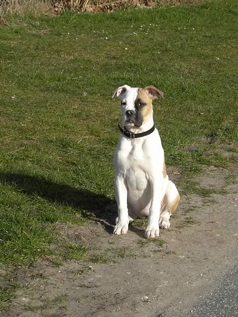 Amerikansk bulldog liva billede 4