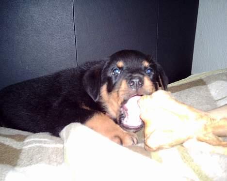 Rottweiler loke (fucker) - uuuuha fandt lige thor´s ben.... men mor siger jeg ikke må bide i det.... :O( billede 5
