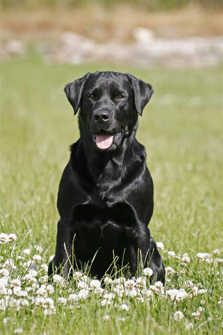 Labrador retriever Tjalfe - Velkommen til Tjalfe´s profil :O)   billede 1