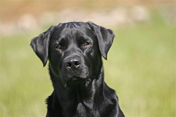 Labrador retriever Tjalfe billede 2