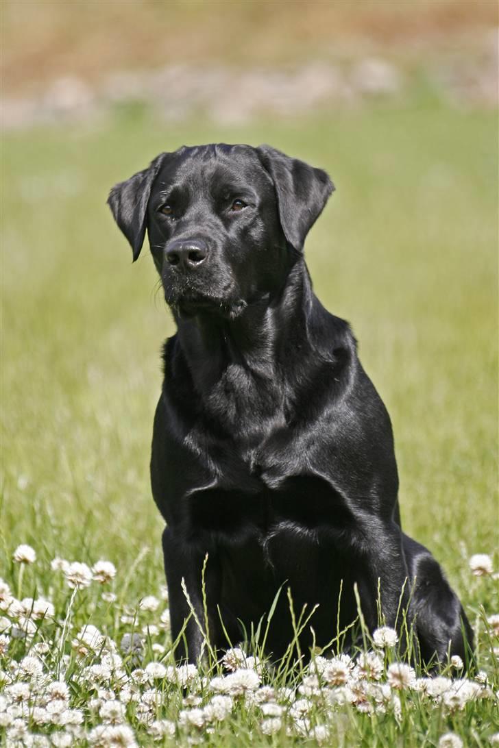 Labrador retriever Tjalfe billede 3