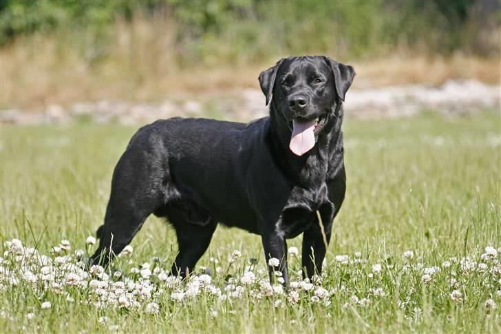 Labrador retriever Tjalfe billede 4
