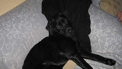 Labrador retriever Tjalfe - Jeg vil altså bare sove...  billede 5