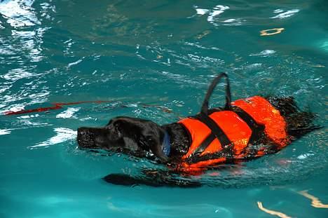 Labrador retriever Tjalfe - Tjalfe til svømning  billede 6