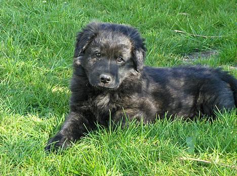 Blanding af racer Diva - Et roligt øjeblik. billede 1