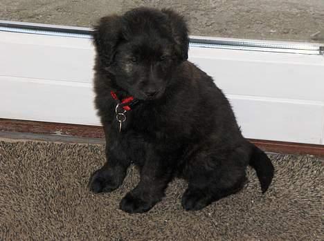 Blanding af racer Diva - 8 uger, og vi er lige kommet hjem med hende. billede 2