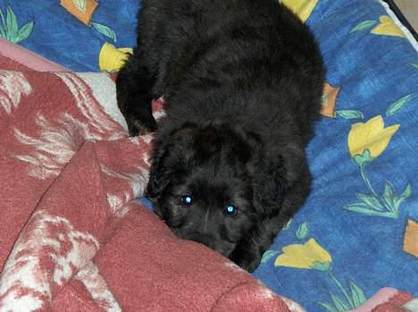 Blanding af racer Diva - Første morgen i mit nye hjem. billede 3