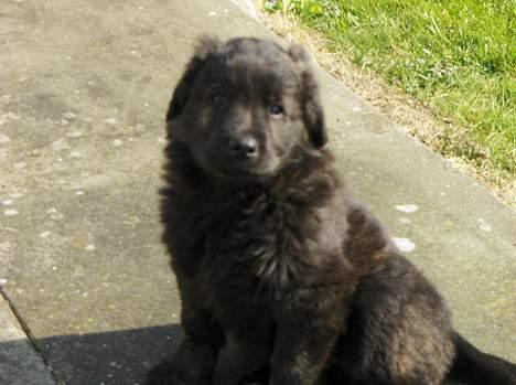 Blanding af racer Diva billede 4