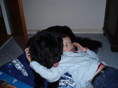 Newfoundlænder Luna (Newettas) - Juleaften 2006, vores søn må også meget gerne ligge på sine egne puder, hvis han da kan.. billede 4