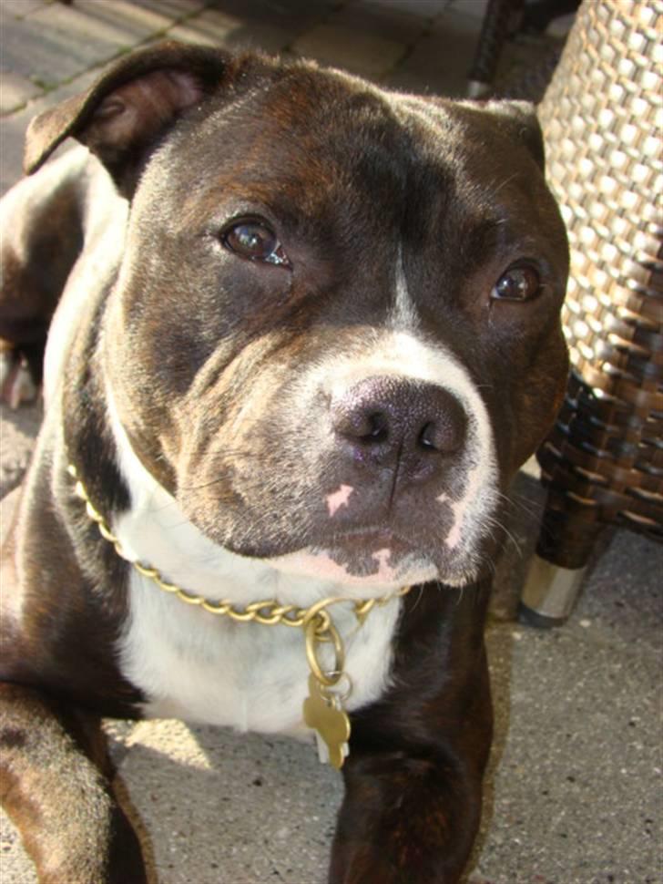 Staffordshire bull terrier Andy - Taget den 21. april 2008. Andy er 14 mdr.  billede 1