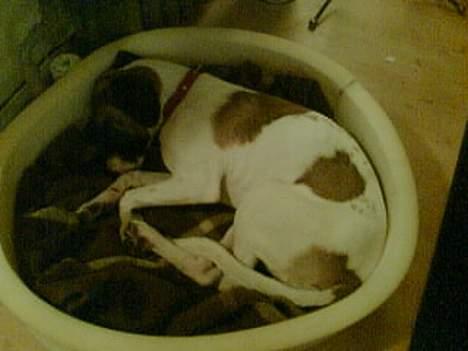 Blanding af racer Molly billede 8