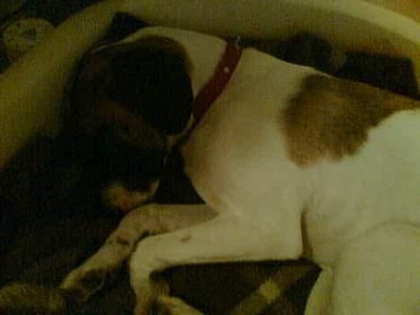 Blanding af racer Molly billede 9