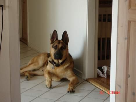 Schæferhund Rex - Her er det 2 timer siden, Rex var kommet til os, den første dag og er han ikke bare dejlig?! billede 1