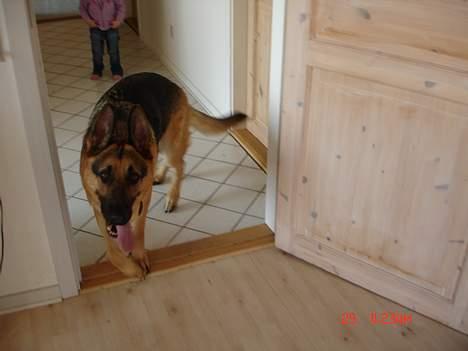 Schæferhund Rex billede 2