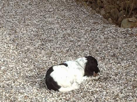 Engelsk springer spaniel Mickey - Tygger kødben:) Hold dig væk! billede 11