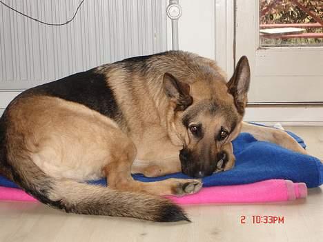 Schæferhund Rex - trette Rex som lige har været ude at gå en lang tur :) billede 3